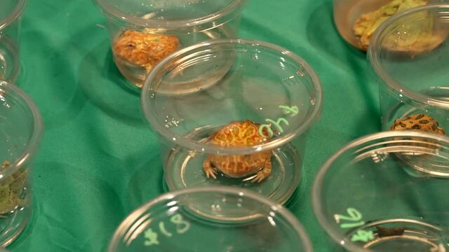This video shows pacman frogs for sale at a reptile convention, displayed in plastic cups on a green table.