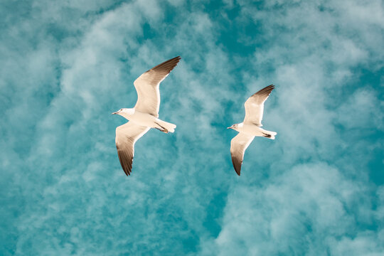 Gaviotas volando