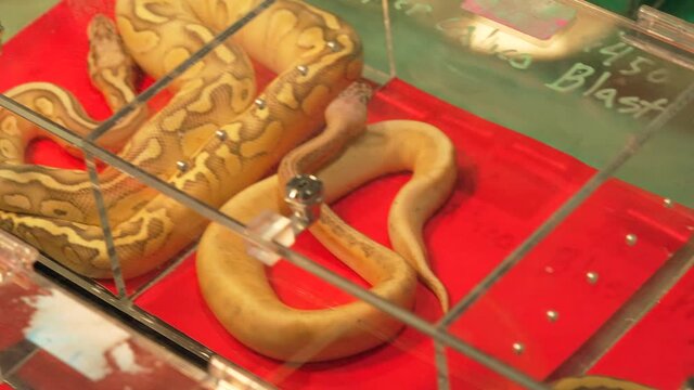 This panning video shows exotic snakes in clear display cases for sale at reptile convention.