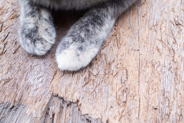 Cat paw on wood close up. calico cat or Tortoiseshell cat. authentic domestic animals. pet cute.