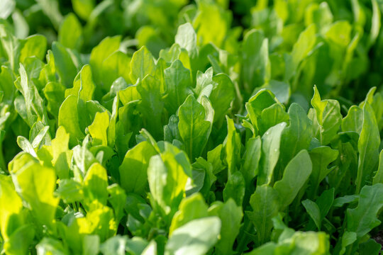 Rocket or arugula (Eruca vesicaria) leaves growing in the greenhouse in spring.