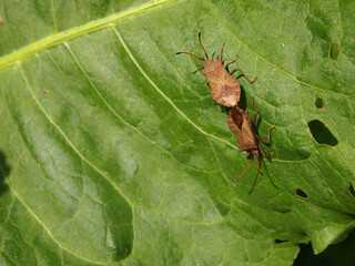 two paired insects on a green leaf