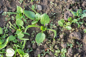 Spinach (Spinacia oleracea) growing in the garden in the spring close up. Green leaves of Spinach.