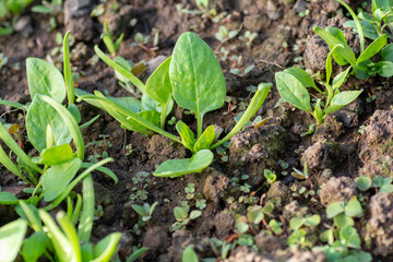 Spinach (Spinacia oleracea) growing in the garden in the spring close up. Green leaves of Spinach.
