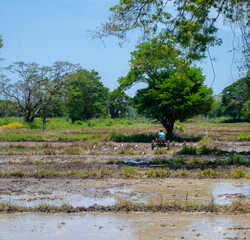 Plowing the paddy field with tractor machinery by a farmer.