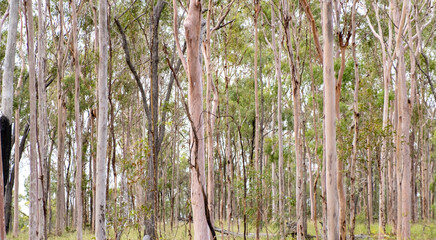 Obraz premium Panoramic photo of many gum trees in the bush near Kingaroy. They are pink and greyish with green foliage.