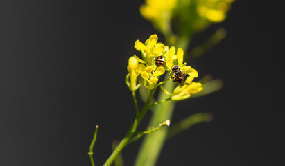 Fototapeta na wymiar yellow flower with Ladybug and bee