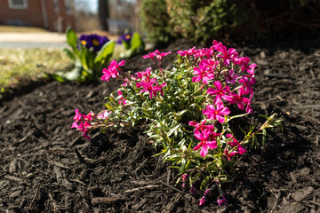 Pink flowers in a home garden