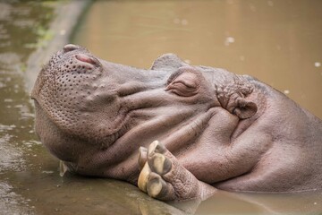 hippopotamus in water animal expression jungle
