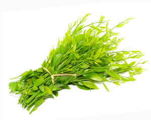 Melientha suavis pierre leaves isolated on white background.