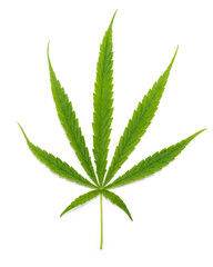 Fresh cannabis leaf on white background.