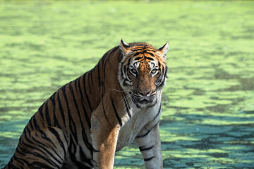 Close-up Bengal Tiger Isolated on Colorful Background