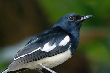 Close-up Oriental Magpie Robin Isolated on Background