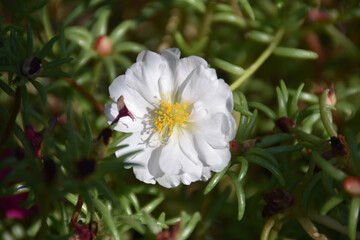 an opened white spring  flowers in the garden