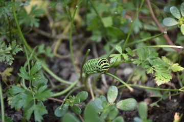 a caterpillar in the garden