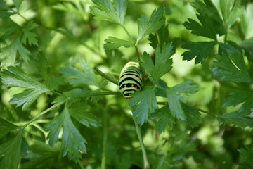 a caterpillar in the garden