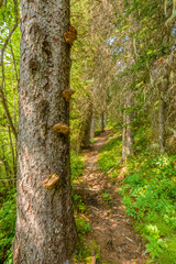 Naklejka premium Beautiful Mountain Trail. Lightning Lake Trail at Manning Park in British Columbia. Canada.