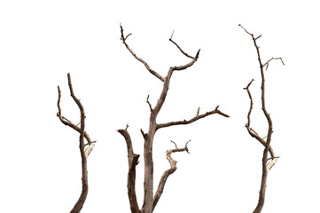 Dry branchs of dead tree with cracked dark bark.beautiful dry branchs of tree isolated on white background.Dry wooden stick from the forest isolated on white background .