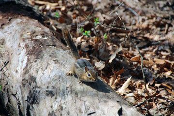 Chipmunk on a log