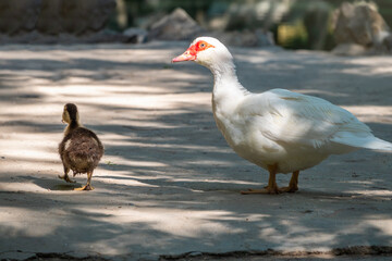 White and black duck with red head, The Muscovy duck, walks on the shore of the pond with its Cute little ducklings
