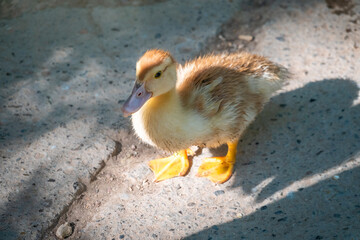 Cute little ducklings standing in a lake coast