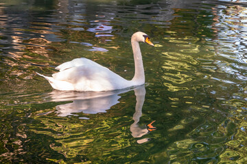 Fototapeta premium A graceful white swan swimming on a lake with dark green water. The white swan is reflected in the water