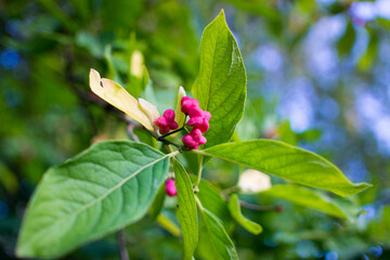 flowers of euonymus on a branch against foliage
