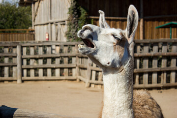 Funny llama in the zoo in the open space. © Ольга Чуприна