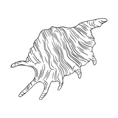 Conch seashell outlined illustration. Tropical reef shell isolated in white background. Engraved vector illustration