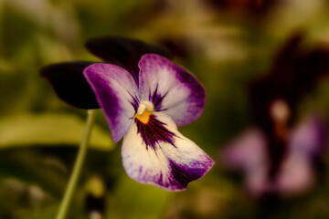 Purple, white and yellow viola