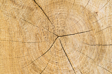 Fototapeta premium firewood