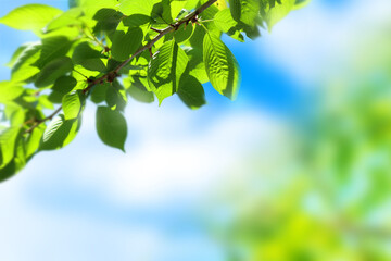 Fototapeta na wymiar Background Image of Fresh Greenery in the Sunlight
