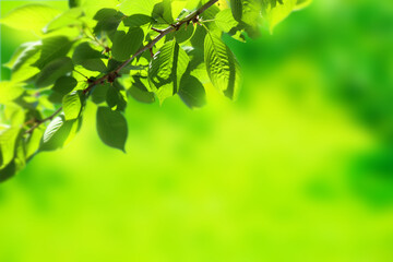 Fototapeta na wymiar Background Image of Fresh Greenery in the Sunlight