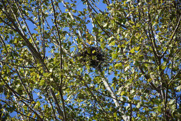 green leaves on tree branches and a blue sky
