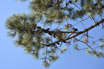 pine kernel on a tree