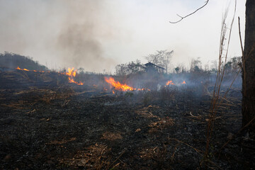 Forest fire in the dry wind completely destroy the forest and steppe. Causes of global warming, air...