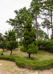 식물원 한쪽에 자리 잡은 상록수