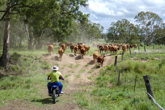 Rounding up the cattle near Kingaroy, Queensland, Australia. Motorbike rider in the foreground with cattle running up a hill.