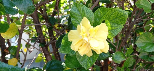 yellow flowers in the garden