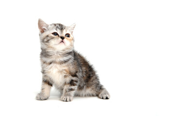 a striped purebred kitten sits on a white background