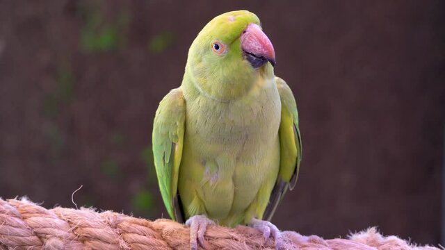 A rose-ringed parakeet (Psittacula krameri) perched on a branch showing off green and red feathers	
