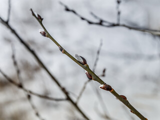 Branches of willow with fluffy buds against background of white snow