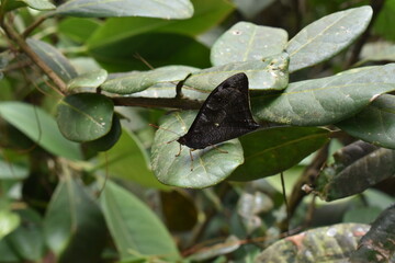 wild black butterfly