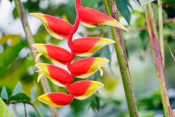 heliconia, lobster-claws flower 