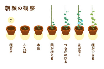 朝顔の成長過程のベクターイラスト（鉢植え）