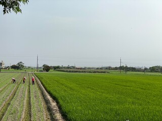 Agriculture, agronomy and farming background. Sunny day rural landscape with green grass margin between corn and wheat field. Beautiful summer countryside nature and some farmers in farms