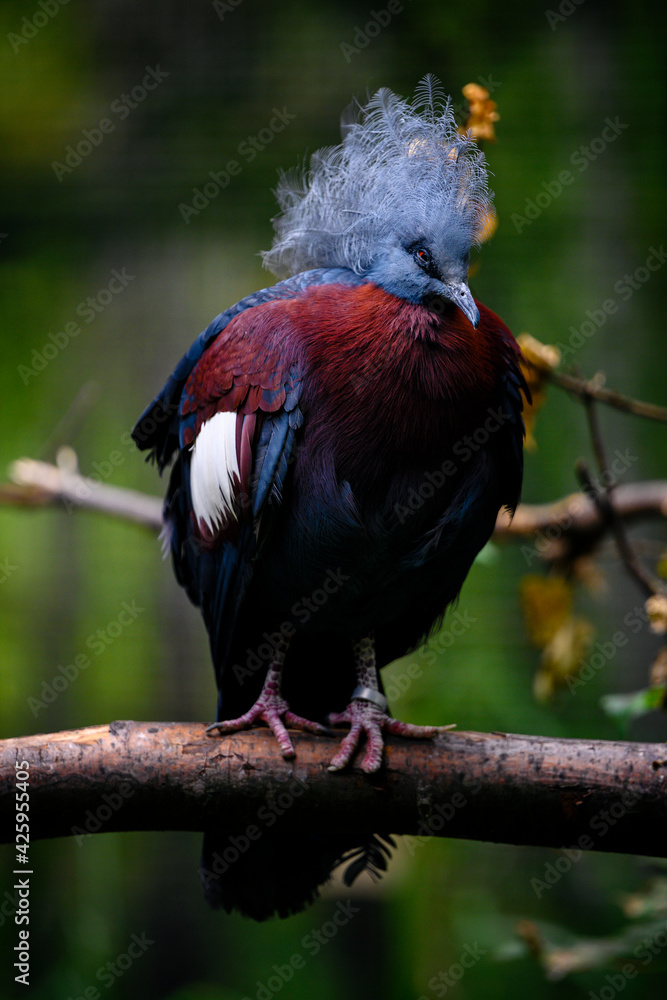 Canvas Prints goura scheepmakeri - crowned bird on a branch.