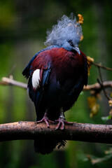 Goura scheepmakeri - crowned bird on a branch.