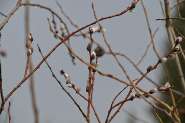 Pussy Willows budding out in Early Spring