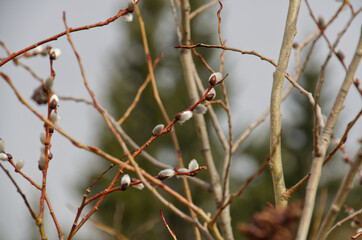 Pussy Willows budding out in Early Spring